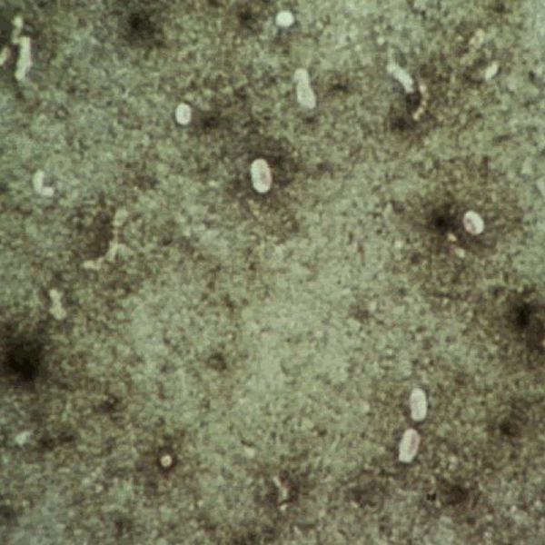 Nigrosin Water Soluble C.I. 50420
